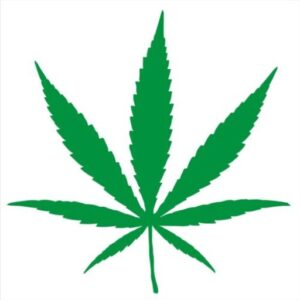 Study: Rising Percentage of Seniors Acknowledge Regularly Consuming Cannabis